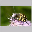 Leptura quadrifasciata - Vierbindiger Schmalbock 03.jpg